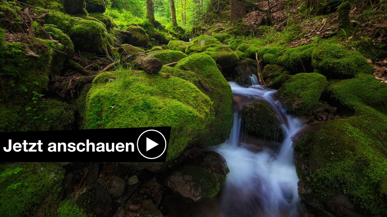 📷 4 Tipps zum fotografieren im Wald 🌲 Benjamin Jaworskyj fotografieren lernen