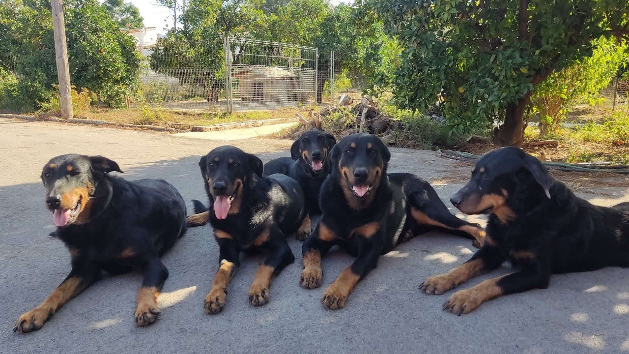 PORQUÉ EDUCAR A TU PERRO ES DIFÍCIL?