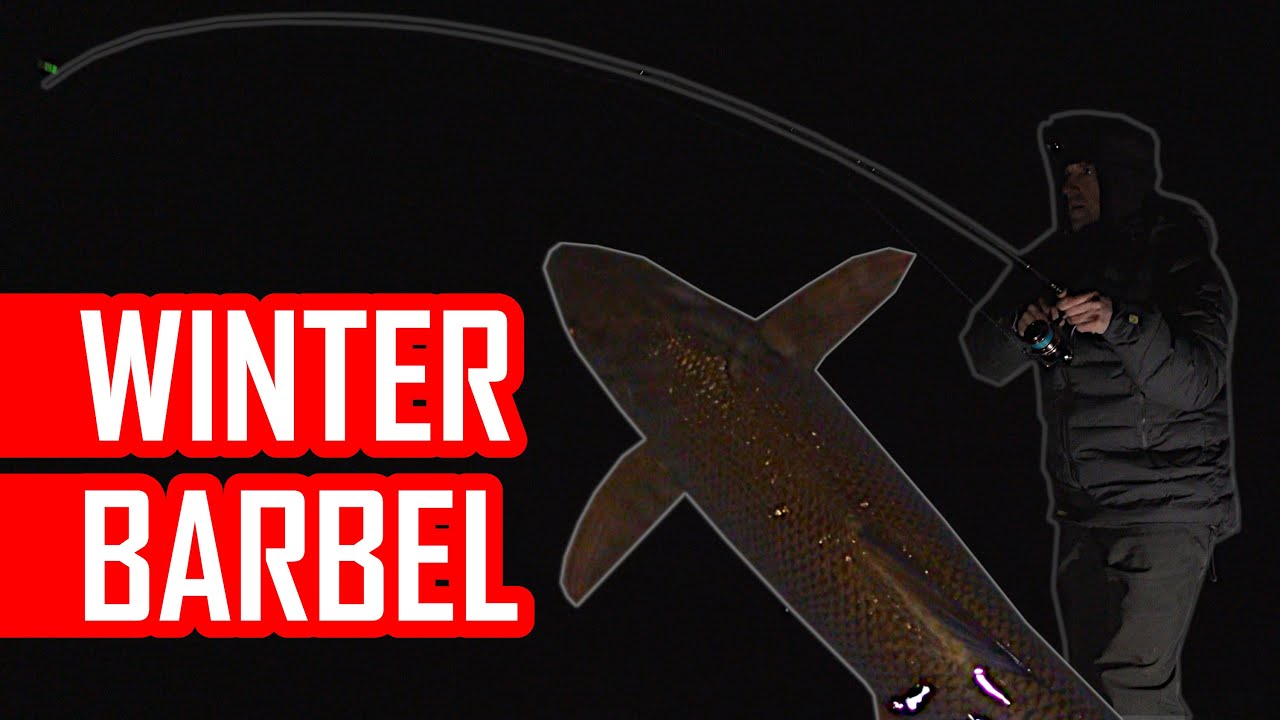 How to catch Barbel in winter? Rigs, bait, tackle, feeders, approach