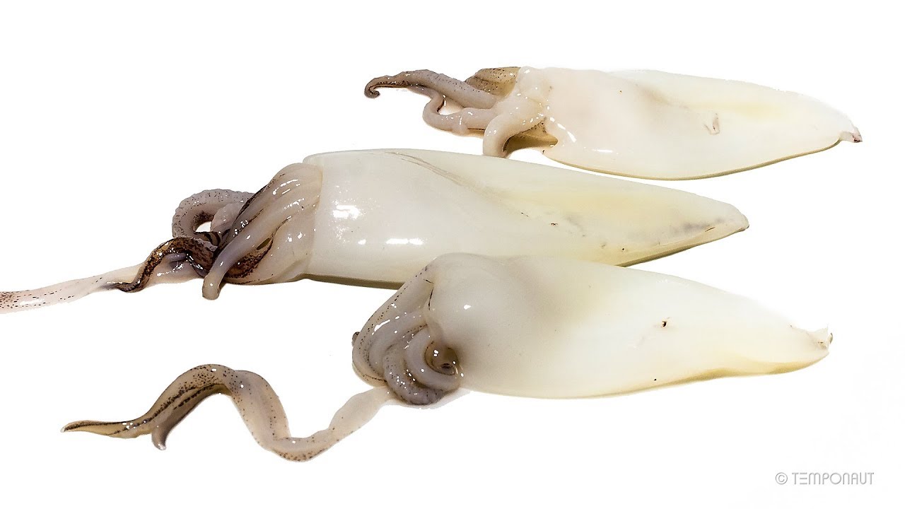 Squids Calamari Time-lapse