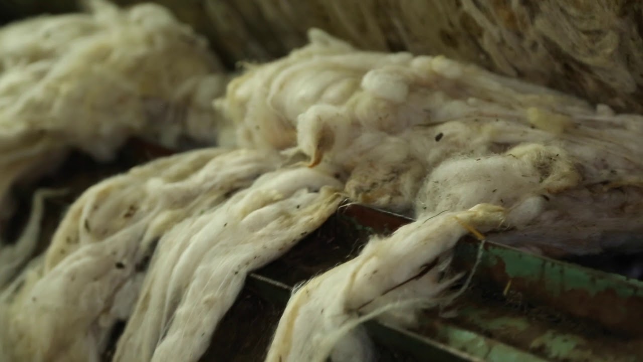 Lavage de la laine utilisée dans les produits Revolana