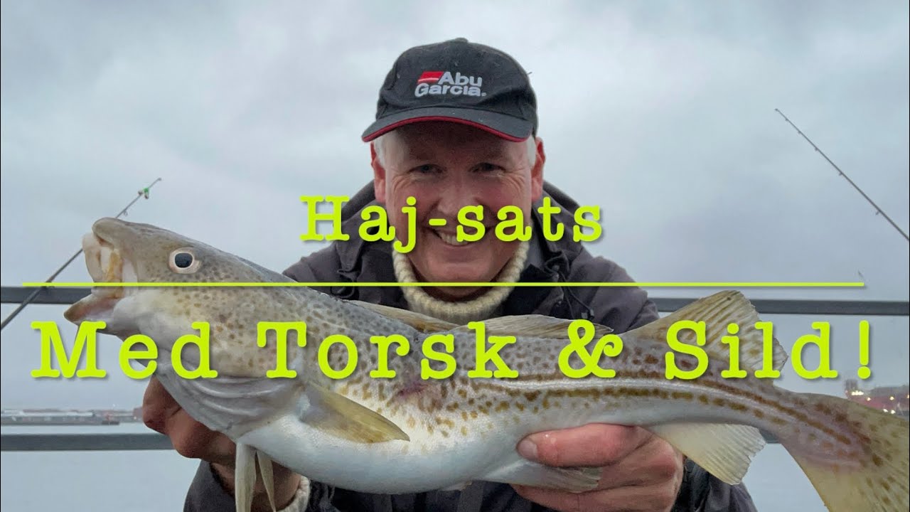 Haj-sats med torsk og sild! 