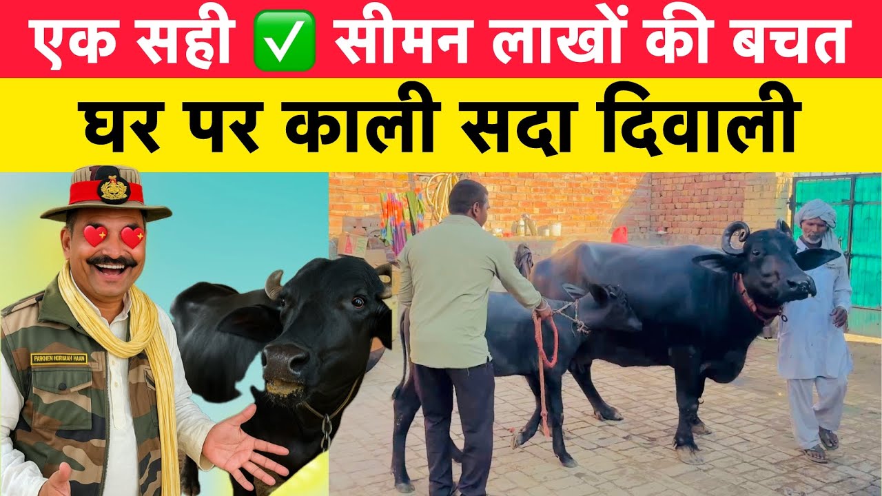 घर पर काली सद्धा दिवाली | एक सही ✅ सीमन लाखों की बचत | 9088181000 | FOR SEMEN