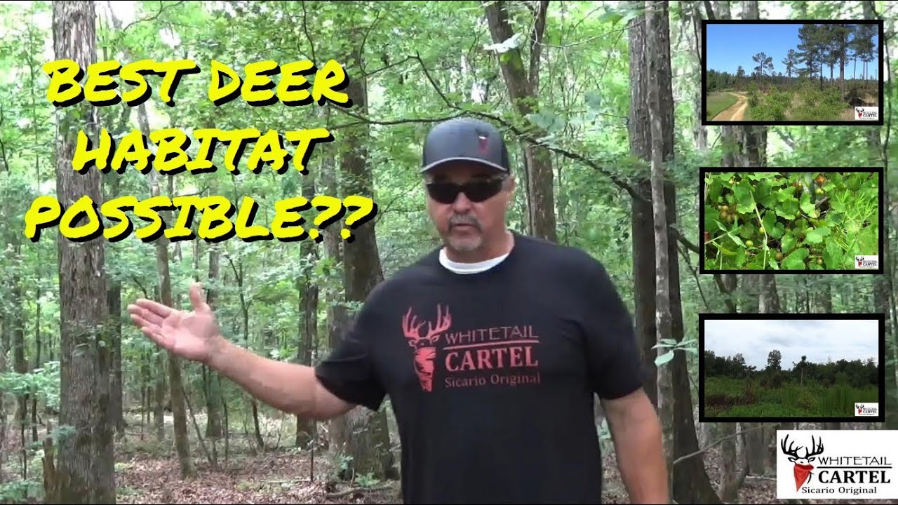 Create An Oak Savanna : It’s A Sustainable Food Plot!!!