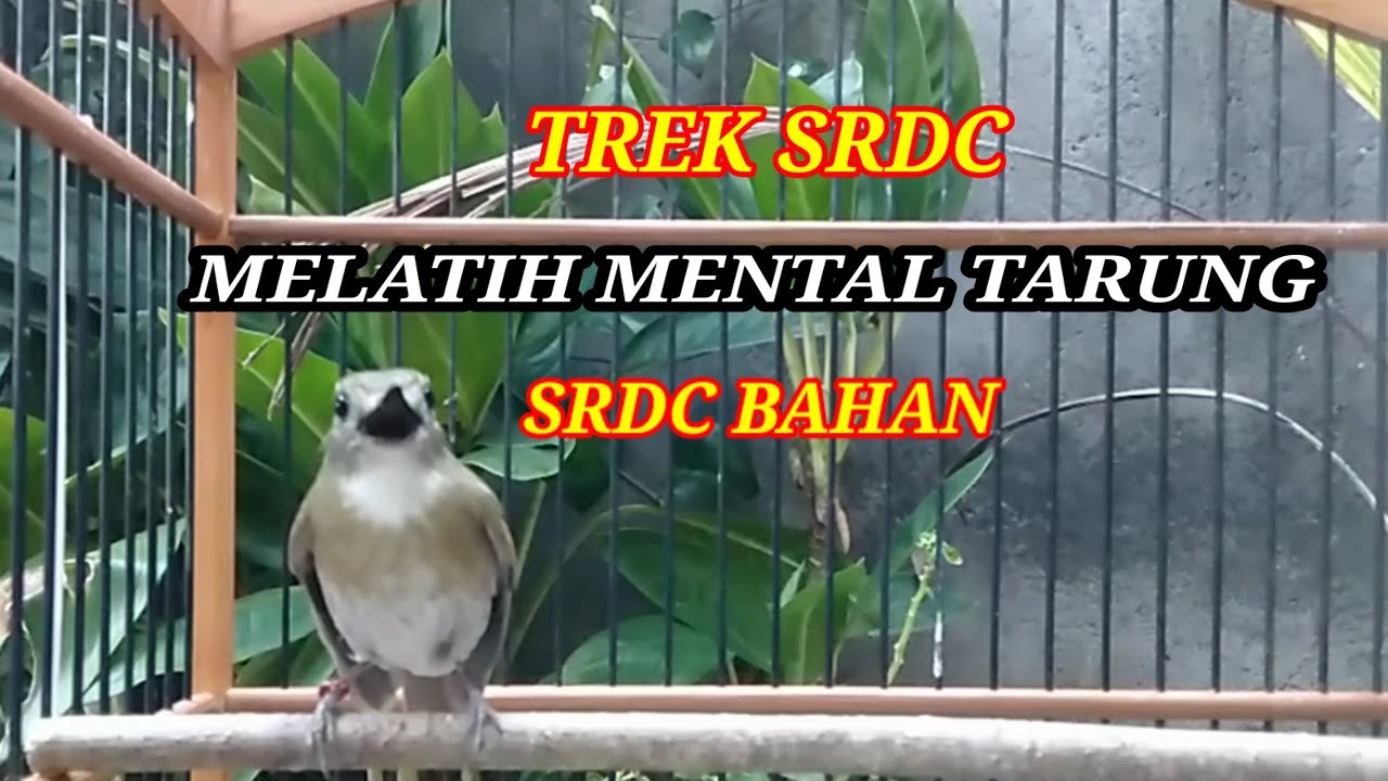 Suara TREK/CAS SRDC untuk melatih MENTAL TARUNG srdc bahan jadi gacor FIGHTER