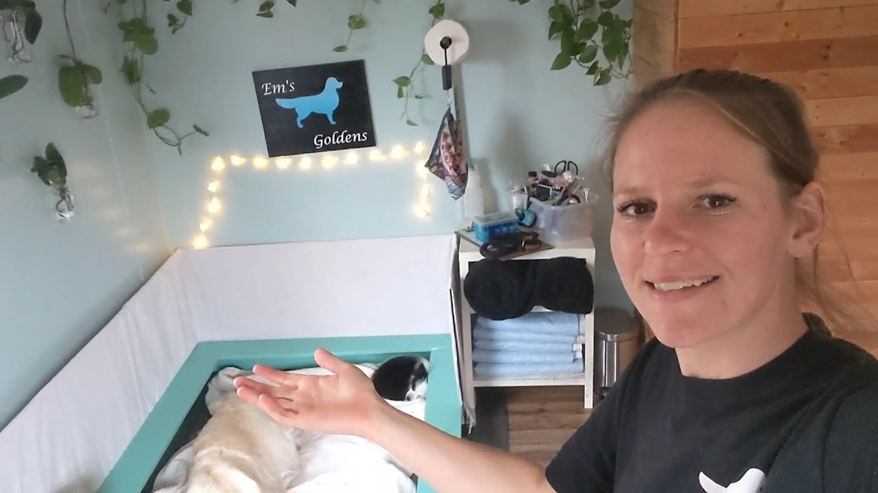 Our whelping setup ( golden retrievers )