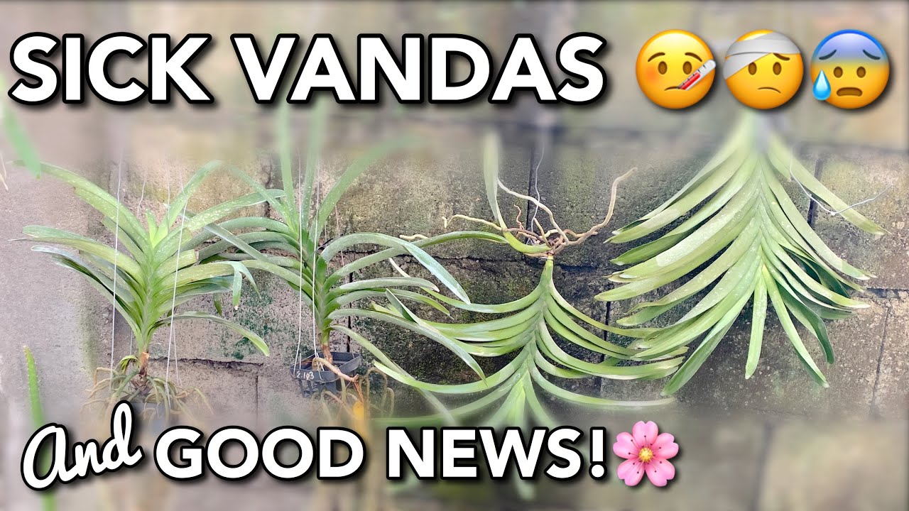 WHAT I DO WITH MY SICK VANDAS | FUSARIUM | SUSPECTED SCHLEROTIUM ROLFSII | ROOTS NOT GROWING