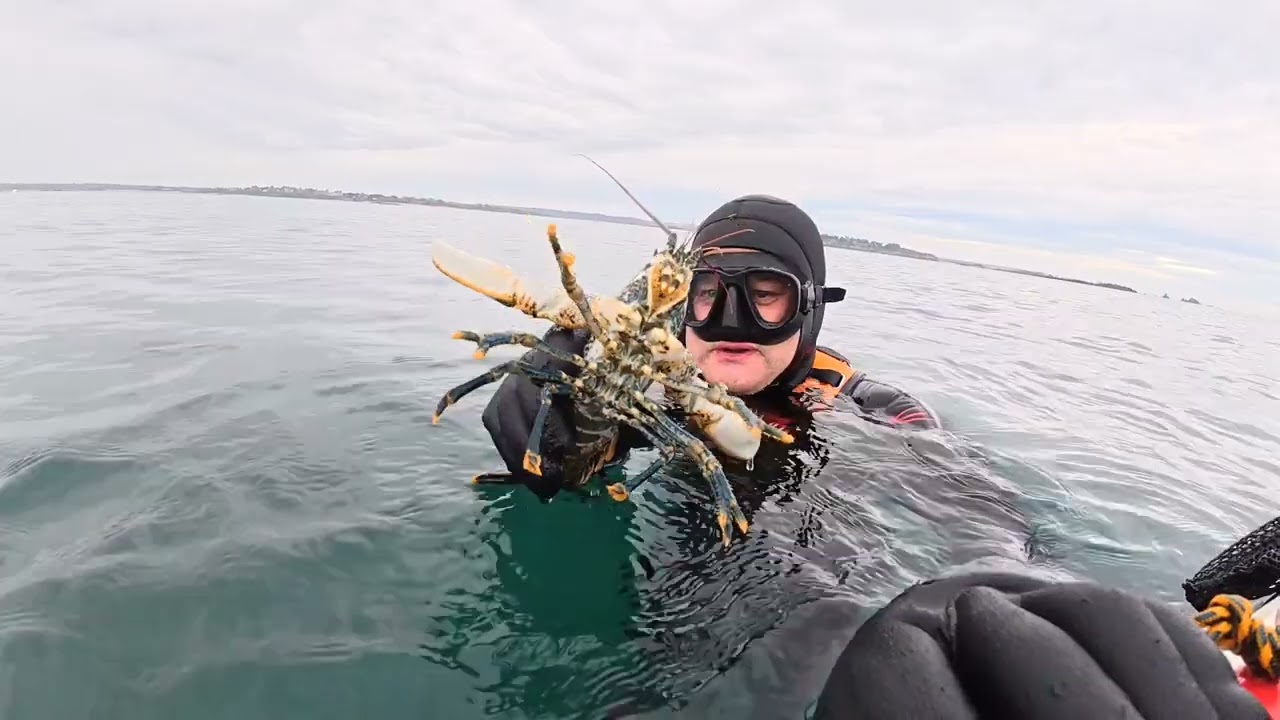 Pêche sous marine, des homards partout en Bretagne 