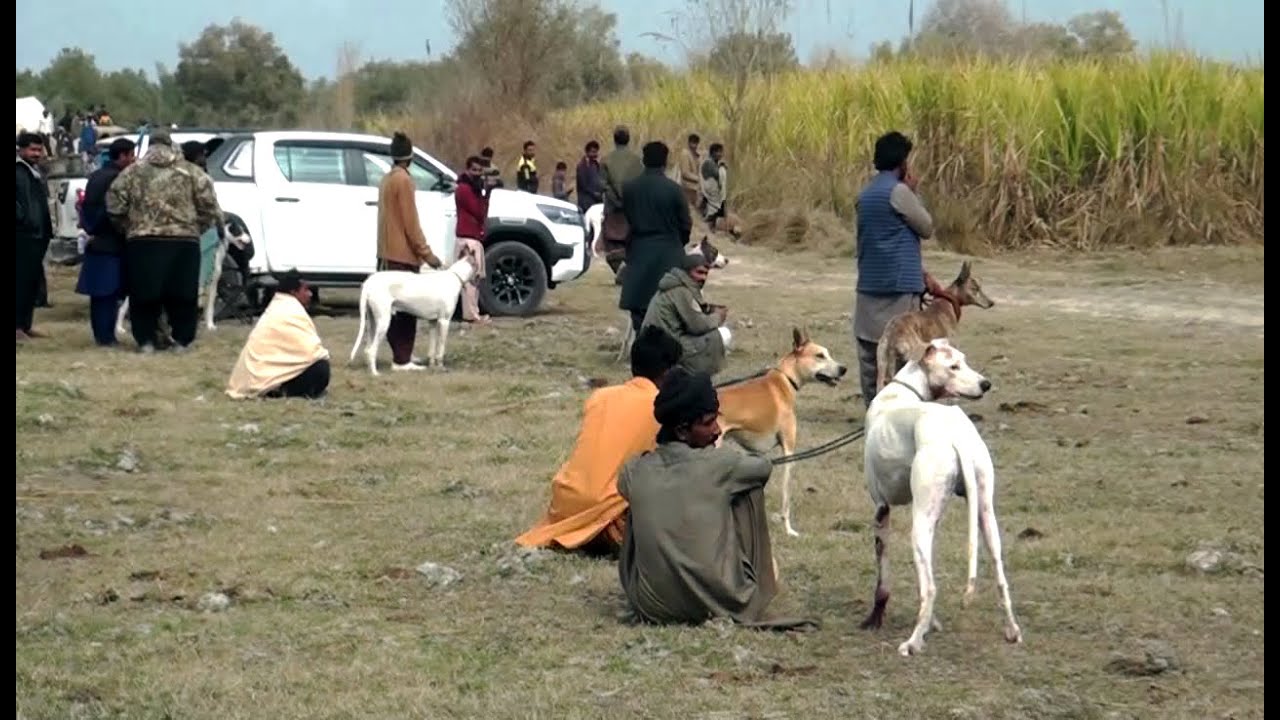 New Shikar 2023 Malik Mustafa khar World Boar Doag HD