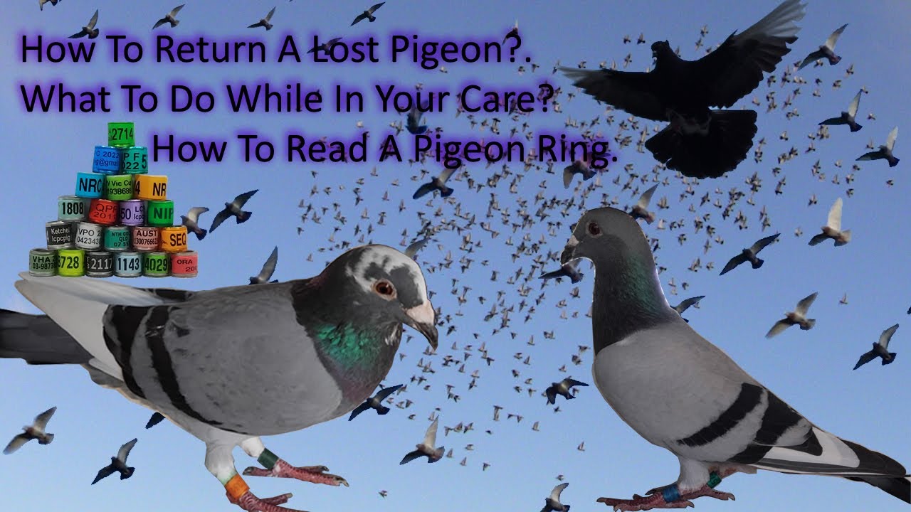 Lost and Found Racing Pigeons