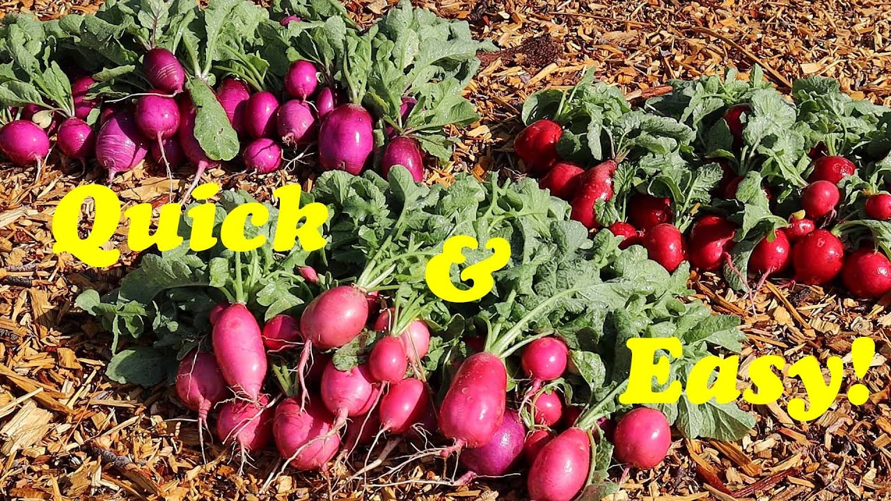 Growing HUGE Radishes in the Desert | Spring Radish Harvest