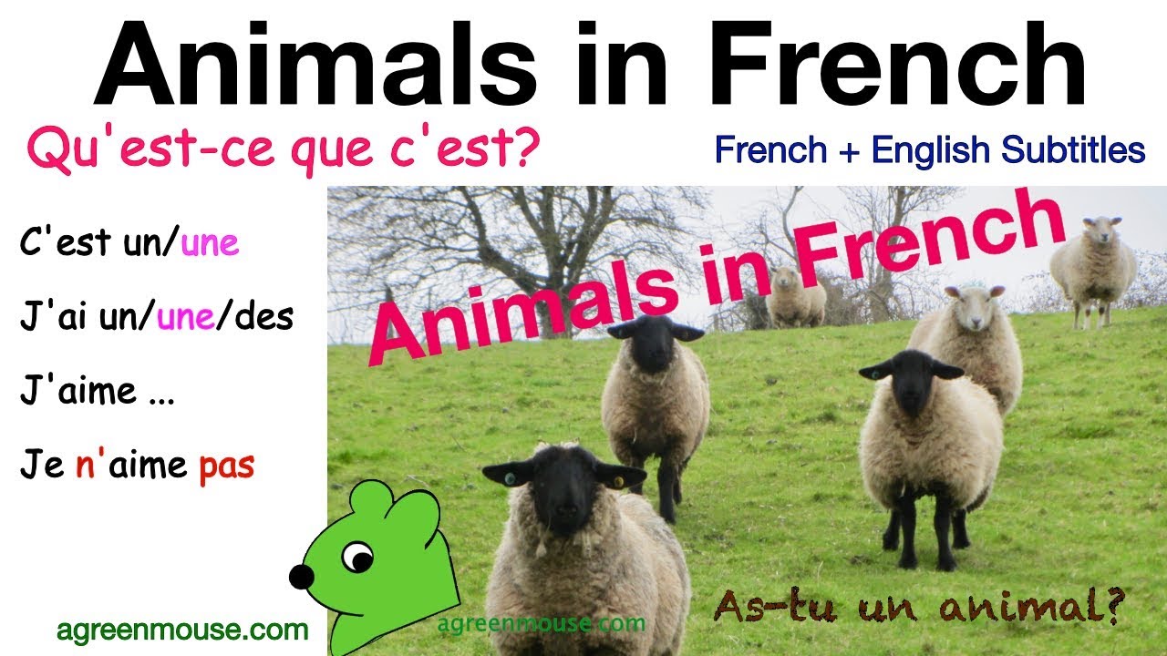 Animals in French: As-tu un animal? Do you have a pet?