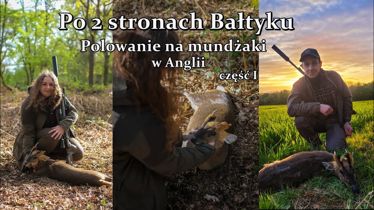 Polowanie na mundżaki w Anglii cz.1 / Muntjac hunting in England part 1