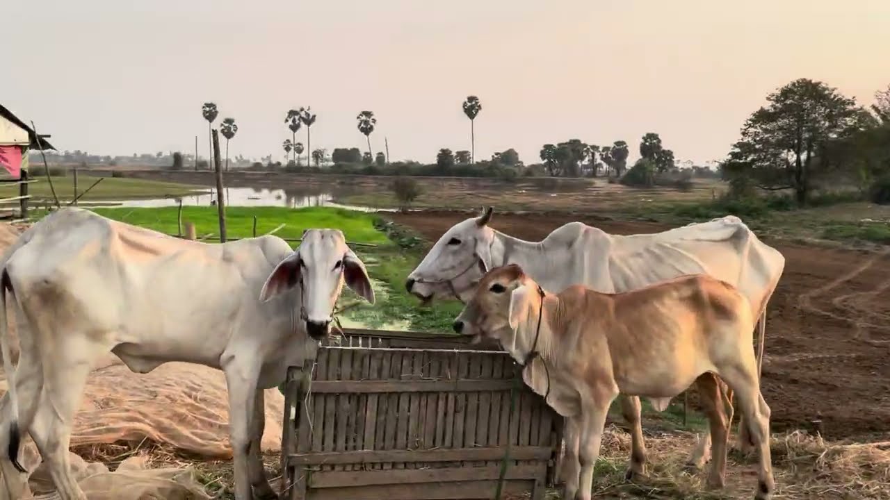 Real Cambodia Village Life &ndash; What America Never Sees 🇰🇭