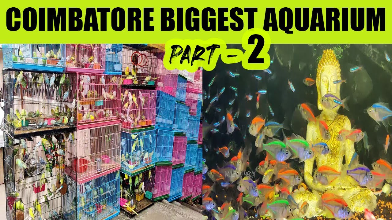 10 ரூபாய் முதல் | Coimbatore Biggest Aquarium | Fish Tank Low Price | Coimbatore pet shop / big fish