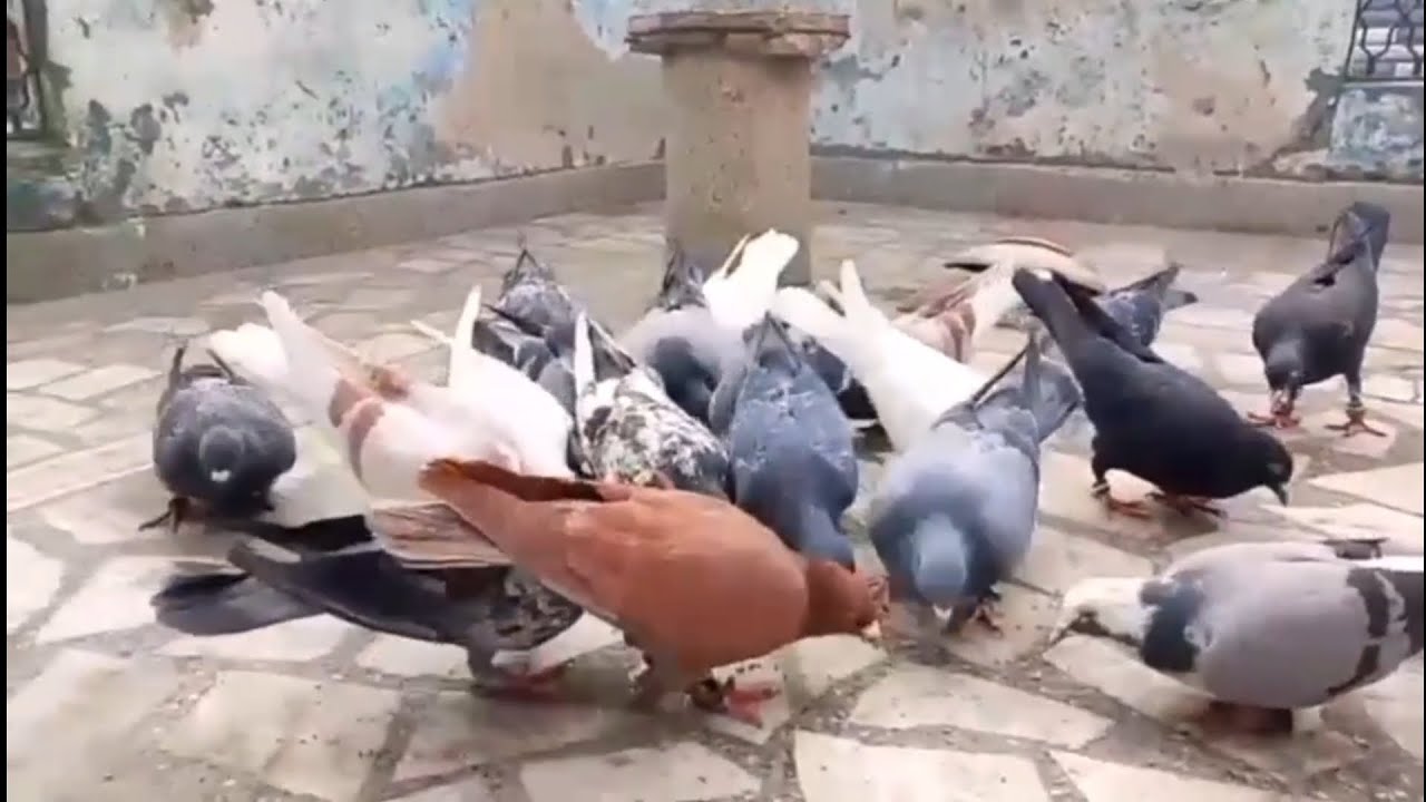 For Sale Gola Patiyala pilka Chandne kabootar 🕊8810653765🕊Location Chandan vihar Delhi 