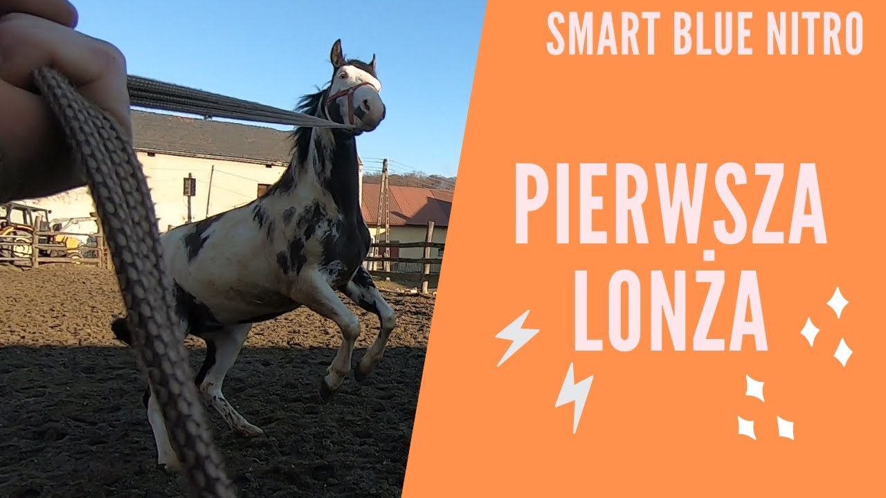 Smart Blue Nitro ogier American Paint Horse pierwsze lonżowanie