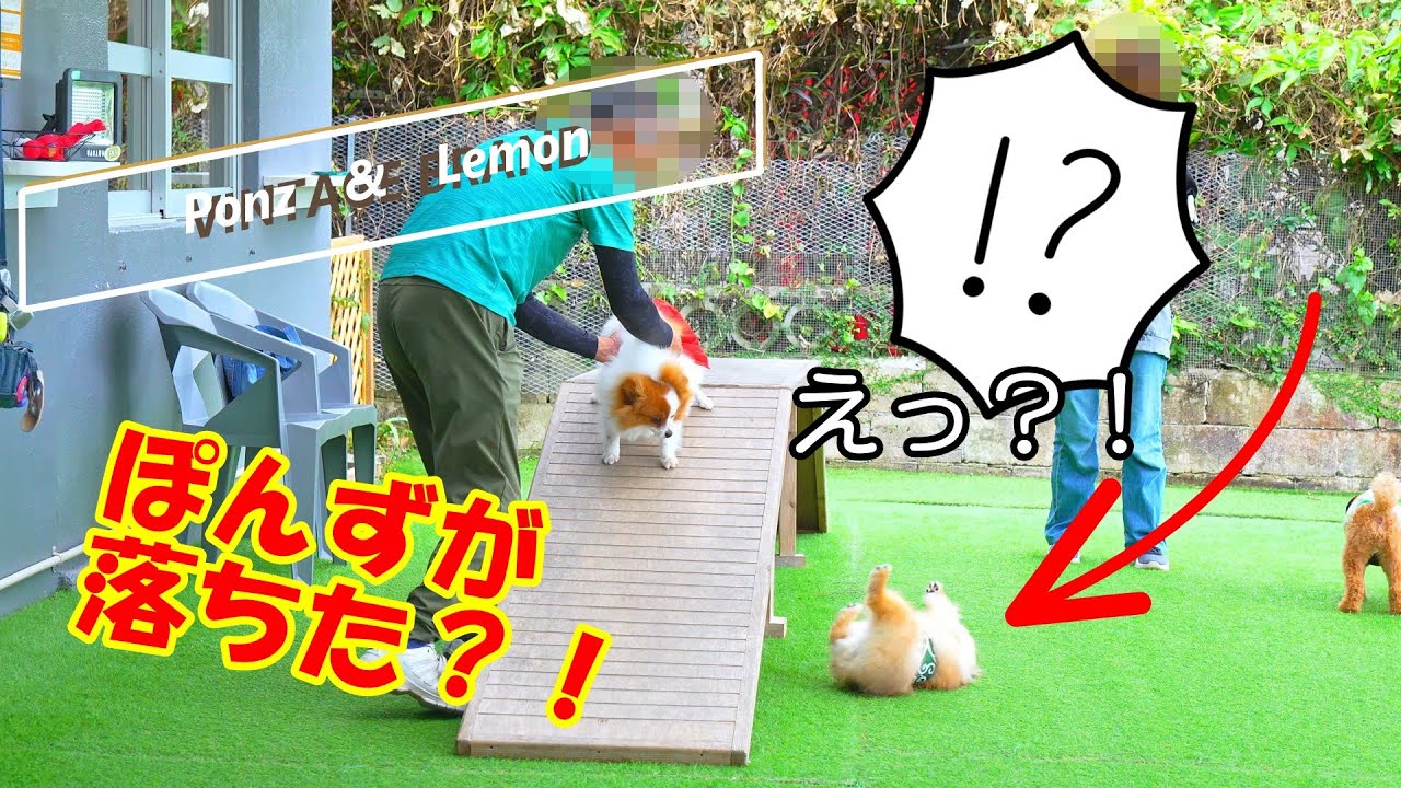 【犬と行くカフェperro】ぽんず&レモンが家族になって１６９日目【ポメラニアン/Pomeranian】