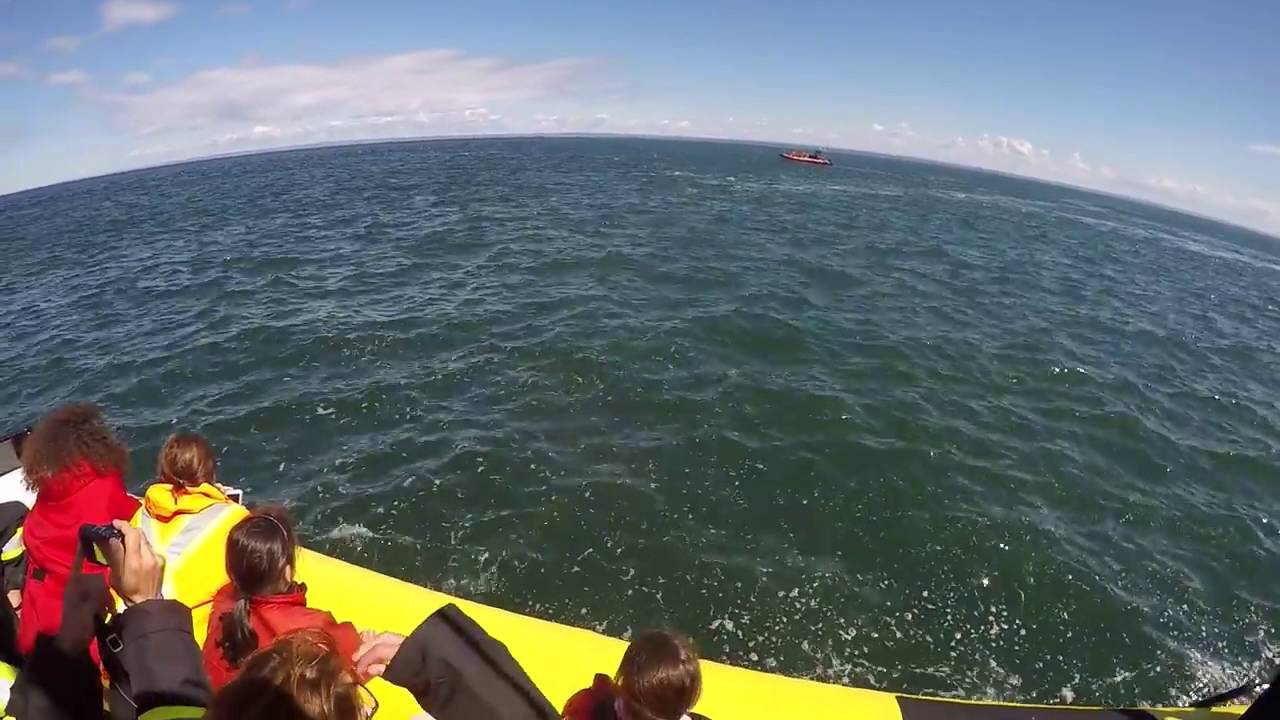 Cuando vas a ver ballenas y la ballena viene a verte a ti