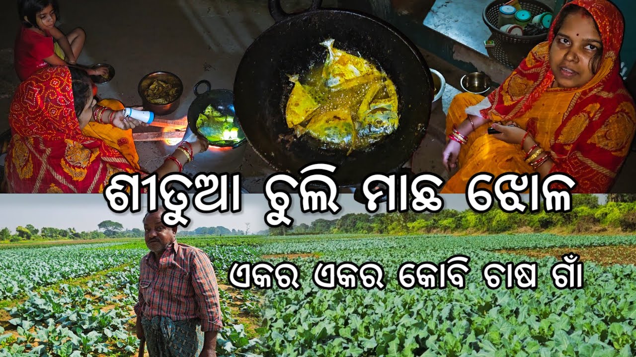 ଶୀତୁଆ ରାତିରେ ଚୁଲି ମାଛ ଝୋଳ 😋 l ଏକର ଏକର କୋବି ଚାଷ ଗାଁ l Gouranga Nayak Odia Vlogs 