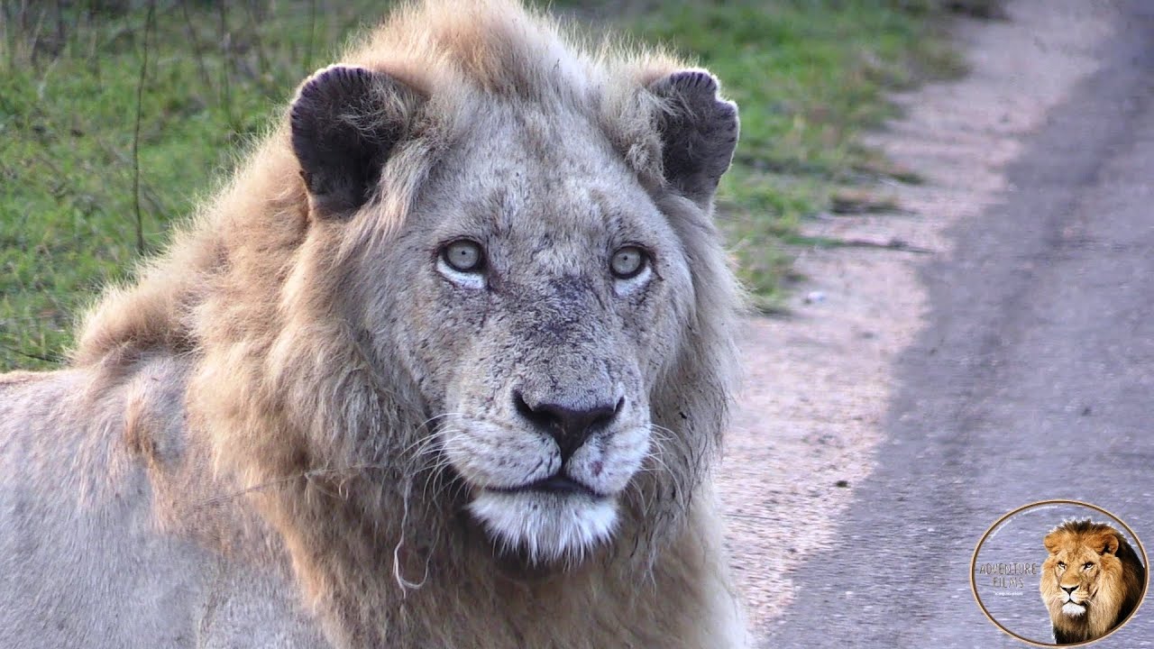 Oh No - Casper The White Lion Is Hurt!
