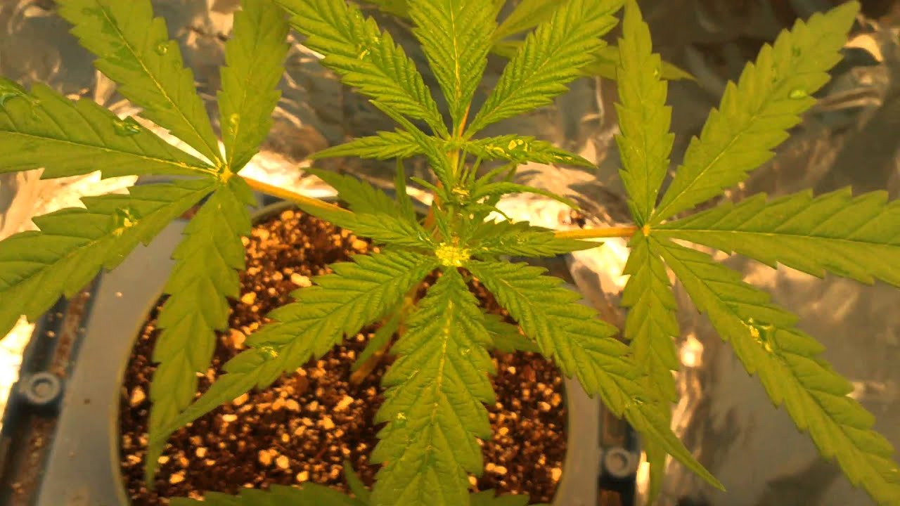 Mini CFL Grow Week 3 Flowering