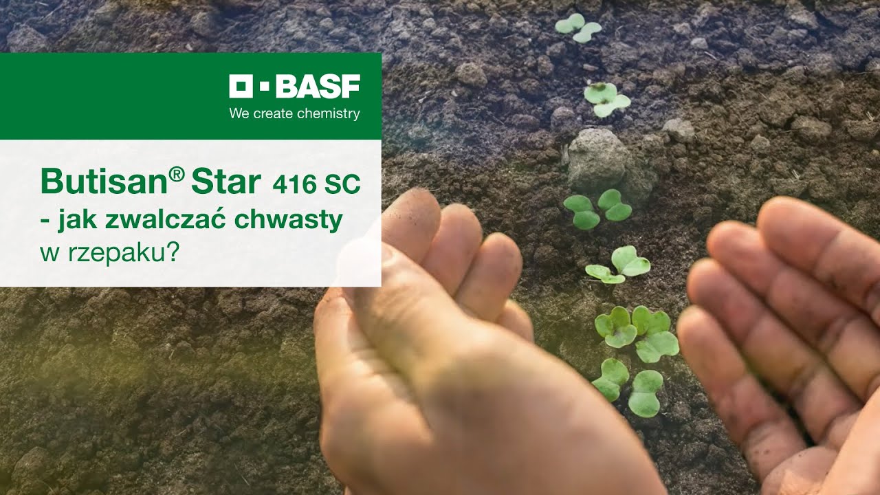 Butisan&reg; Star 416 SC &ndash; herbicyd na rzepak ozimy