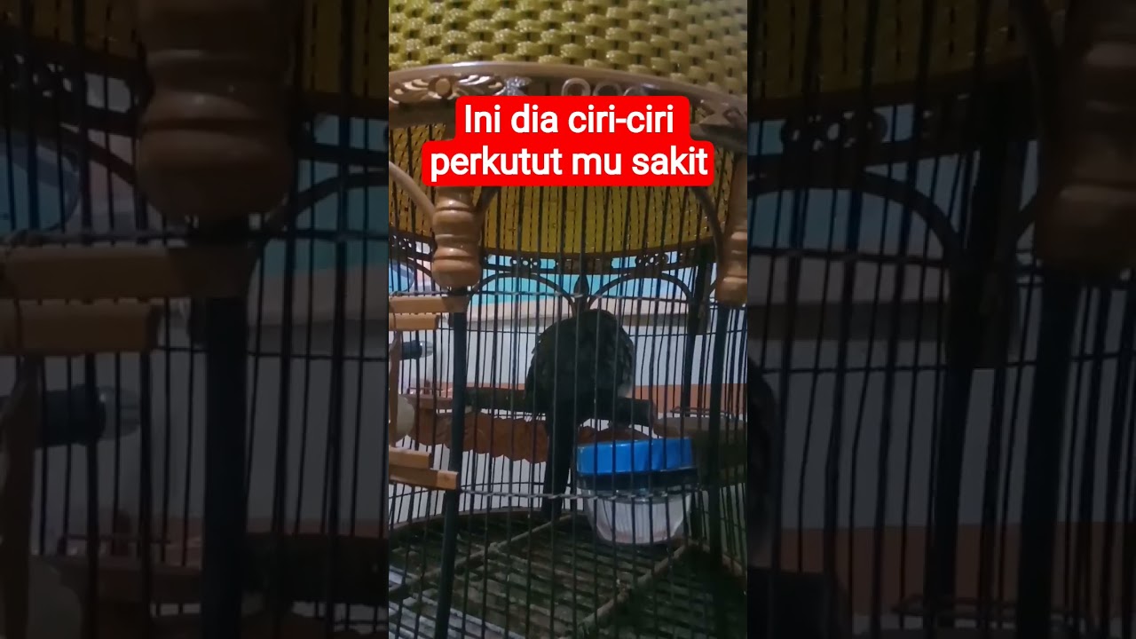 ciri-ciri perkutut mu sakit