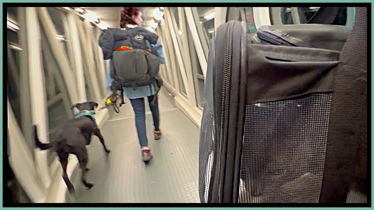 Van Life South America Ends: FLYING THE CAT AND DOG HOME
