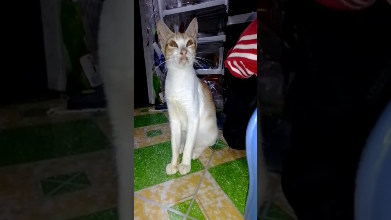 Naidys TV Official LIVE! 🐈🐈‍⬛️cats on house w/D owners routine😸they follow me where I go #shorts