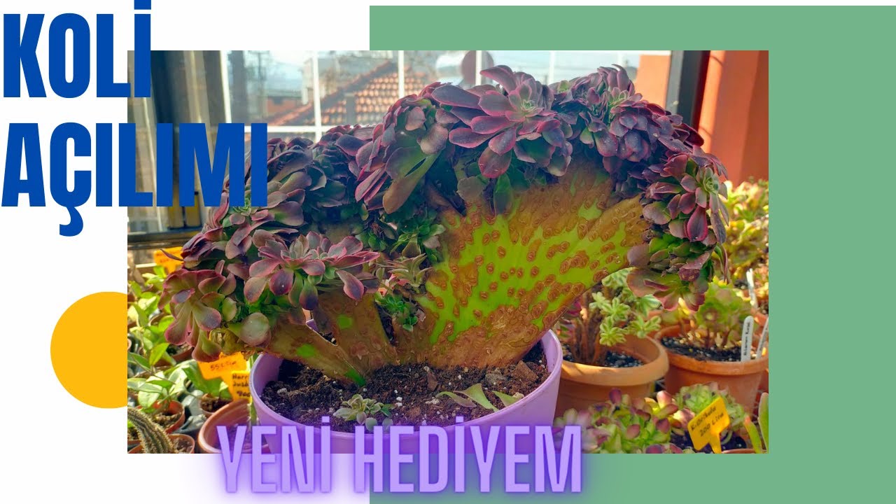 Koli Açılımı /Kendime Hediye Aldım