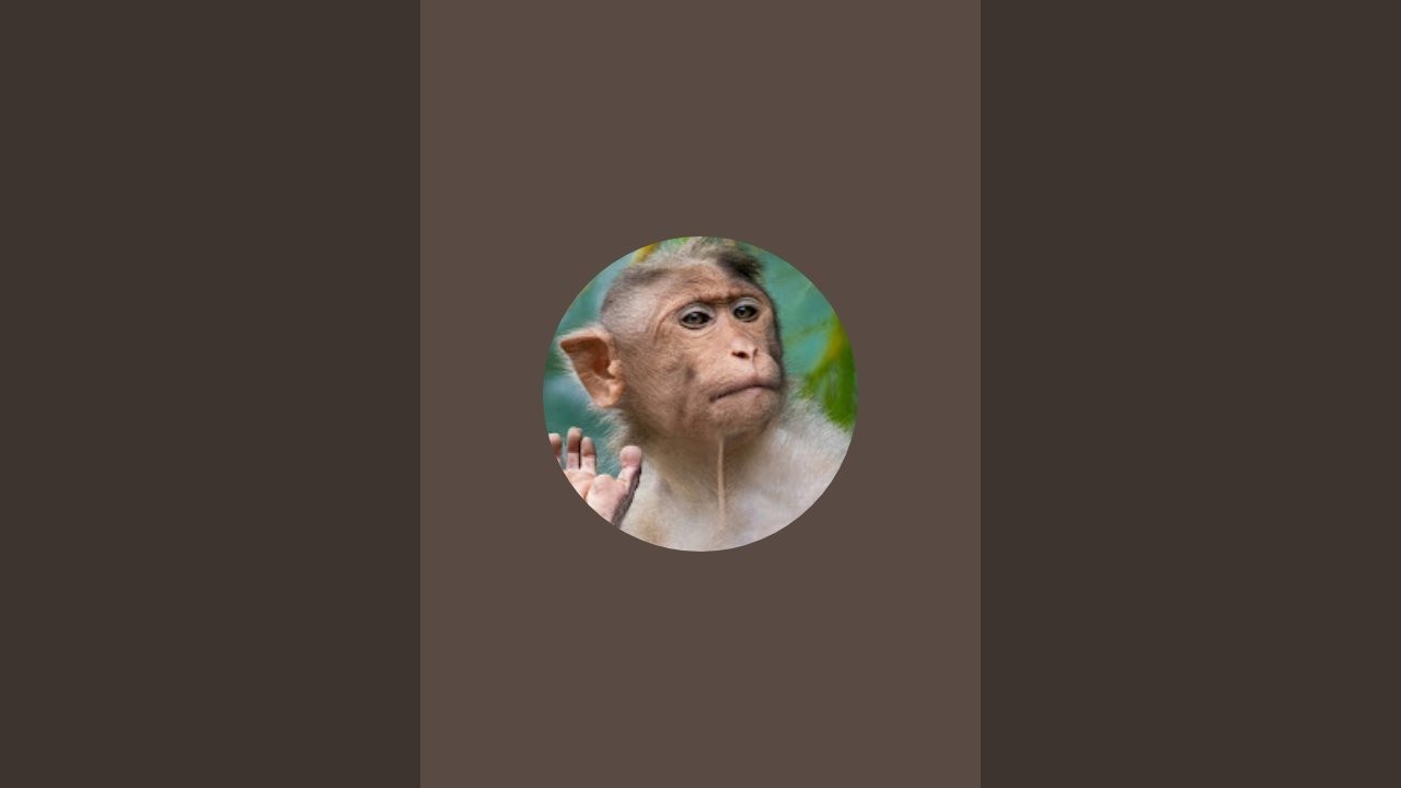 Welcome to my channel...thank you for your watching sub like comment and share all monkey video