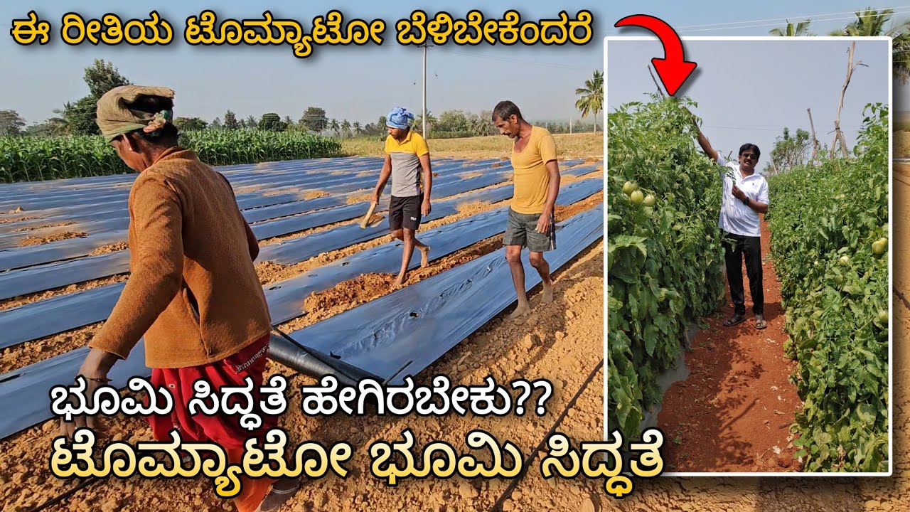 Tomato Bed preparation | For better virus management | ಟೊಮ್ಯಾಟೋ ಭೂಮಿ ಸಿದ್ಧತೆ 2025