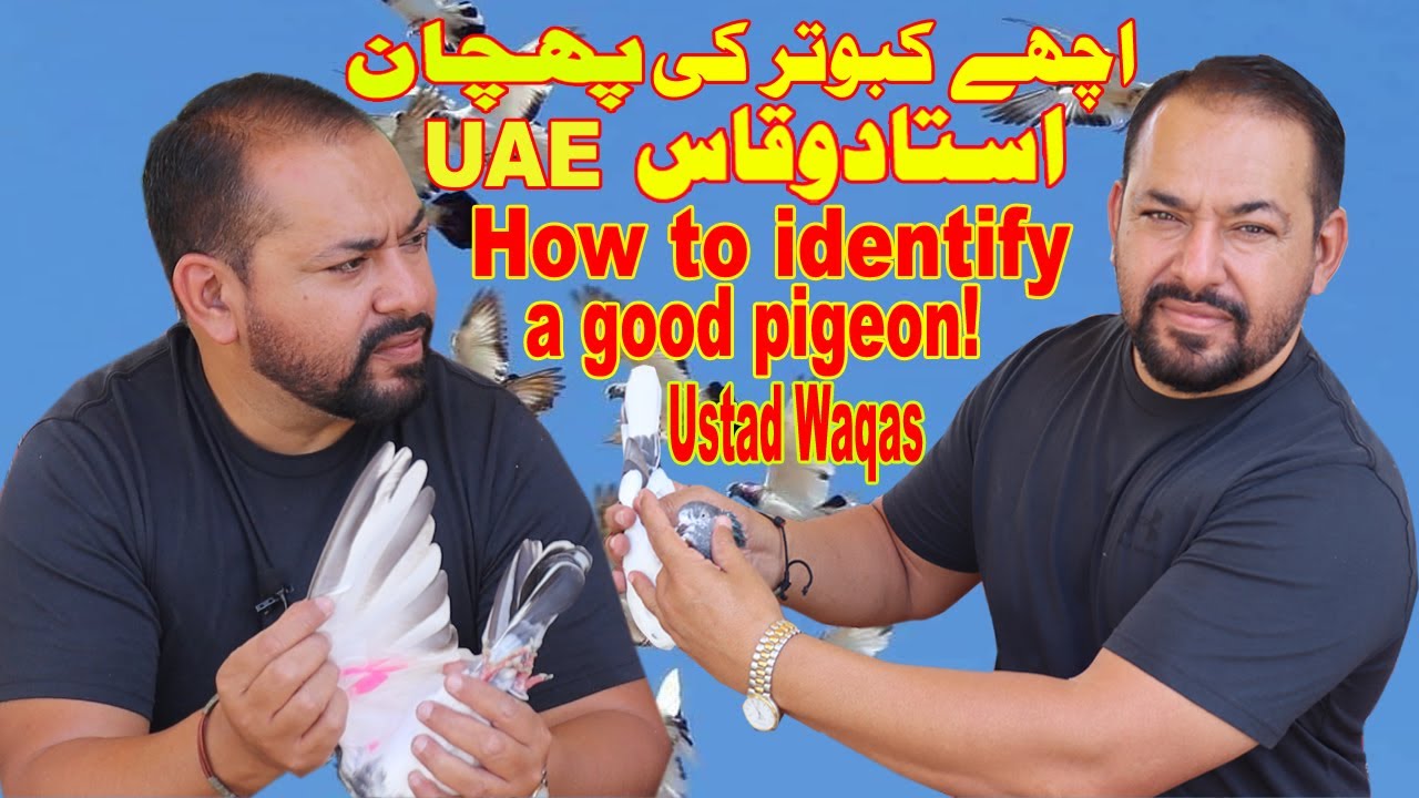 Achay Kabootar Ki Pehchan|Ustad Waqas|How to Identify a Good Pigeon Informative English Subtitles