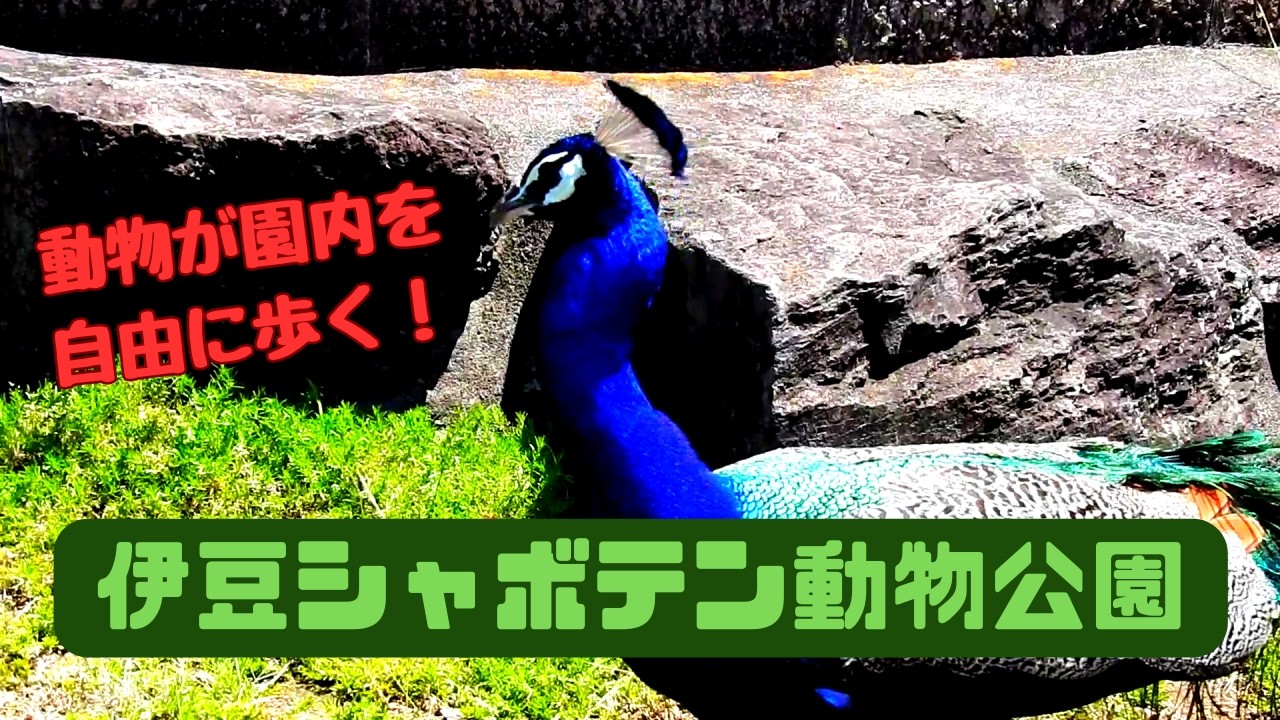【静岡】距離感おかしいってｗｗ伊豆シャボテン動物公園！【広い】