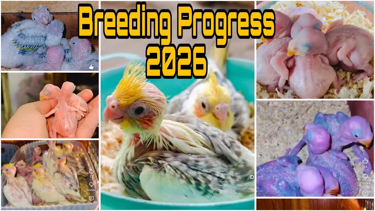 Ringneck raw Parrots breeding season . #birds #parrotbreeding #parrot #parrotbreeding #parrot 