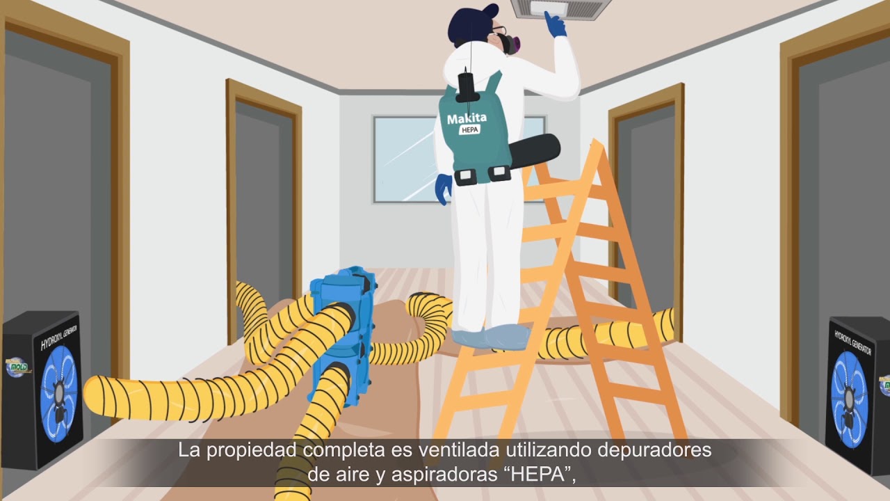 Exclusive: Mold Remediation Protocol - A Step By Step Process