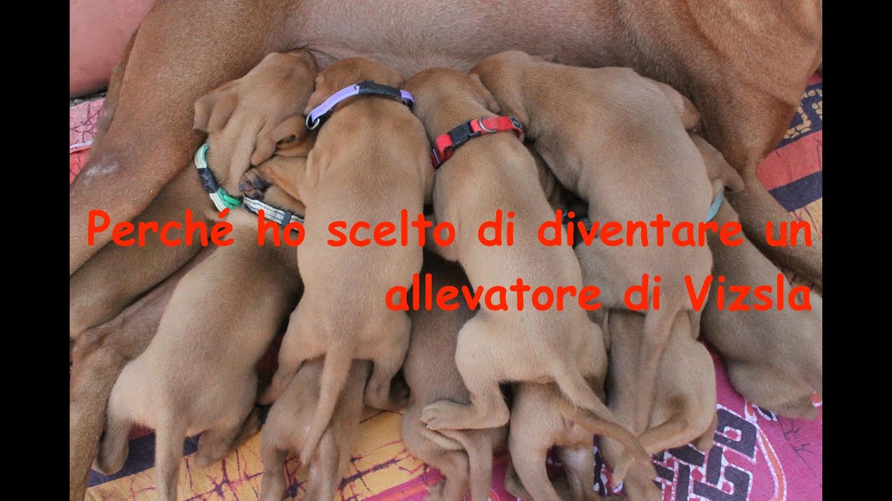 3 - Perché ho scelto di diventare un allevatore di vizsla