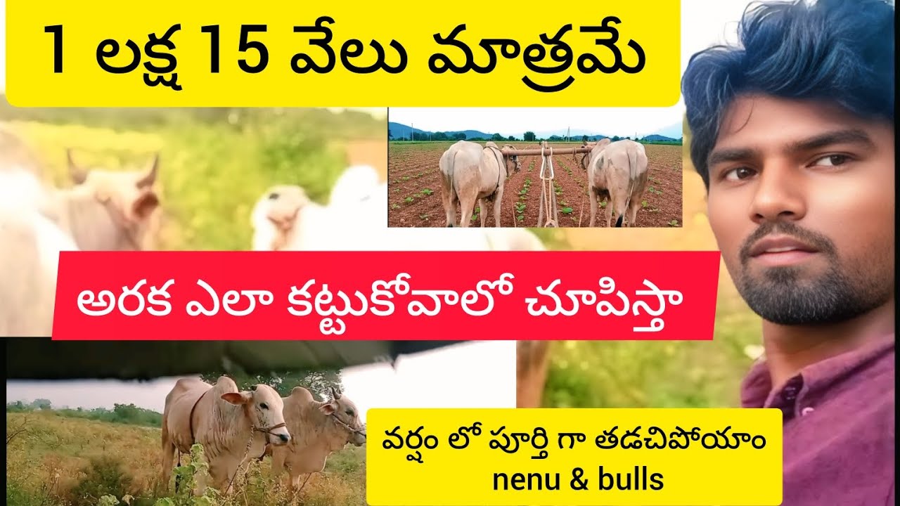 అరక ఎలా కట్టుకోవాలో చూపిస్తా 🐂 | village farming comedy | Bulls farm🚜🐄🌾 | yerragondapalem |palleturu
