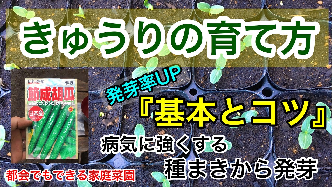 きゅうりの育て方『種まき〜発芽』家庭菜園