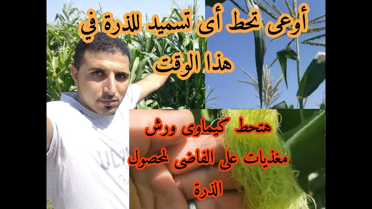 أحذر تسميد الذرة لو الذرة وصل عندك العمر ده علشان متحطش كمياوى على الفاضى ملهوش فايدة