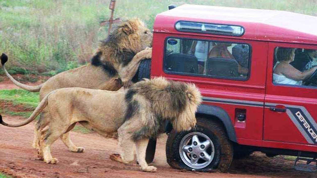 👉 6 Minutes of Animals vs Cars Trucks Boats, Including Lions Bears Elephants Goats