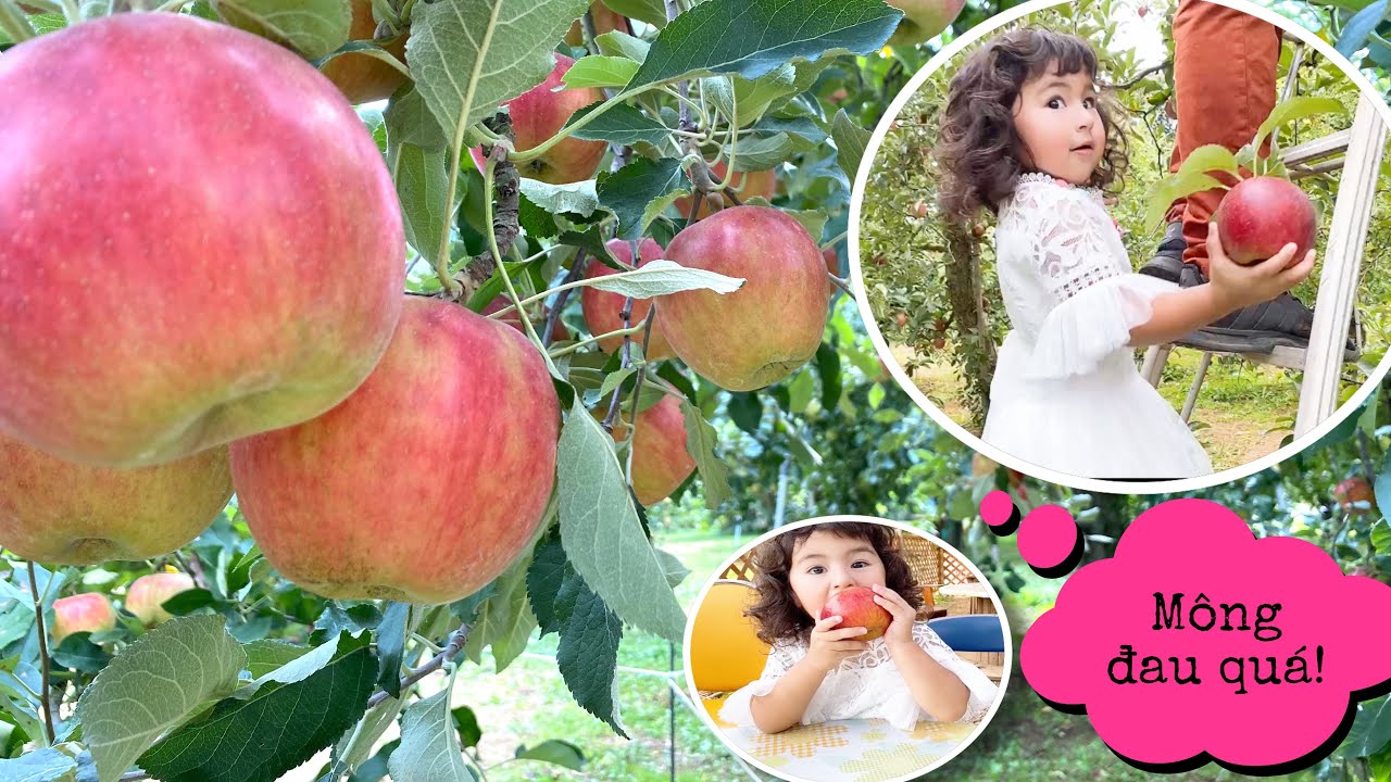 #77☘Trèo  ngã sấp mặt vì ham táo to💥 Cười xỉu với 2 bố con nhà Miu sún😁