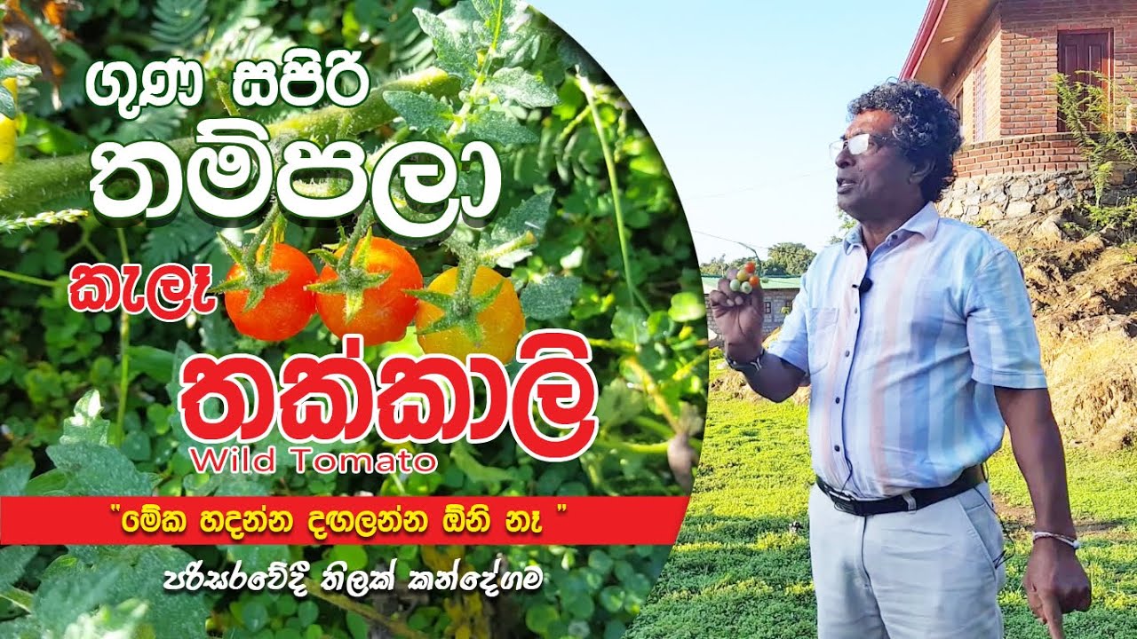 ගුණ සපිරි තම්පලා - කැලෑ තක්කාලි / Wild Tomato - Thilak Kandegama