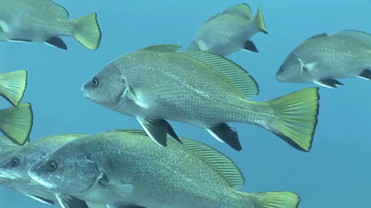 Los peces