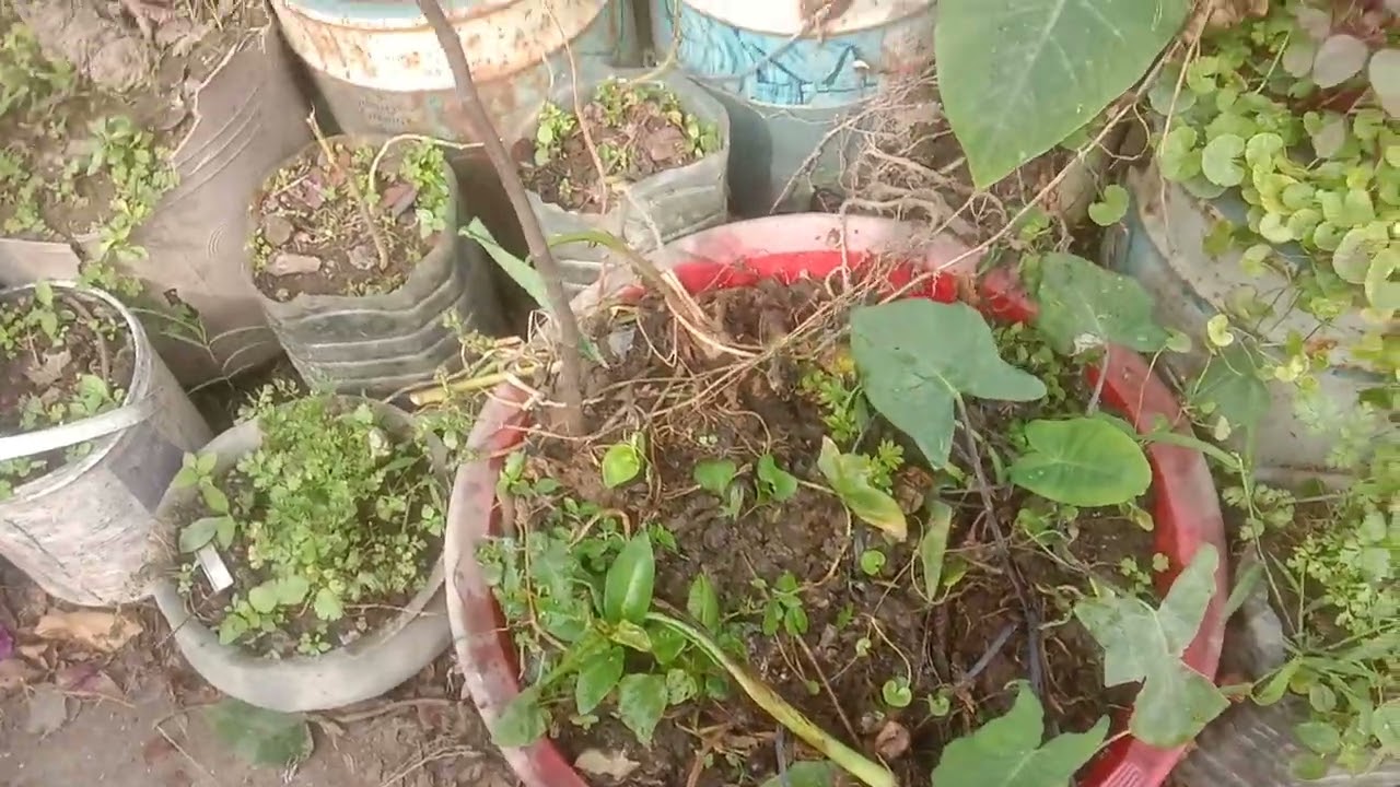 পেয়ারা,খয়েরি গাদা,লাউ,কুমড়ো,বেগুন সব চারা গাছ ছাদ বাগানে নতুন করে রোপন করে দিলাম