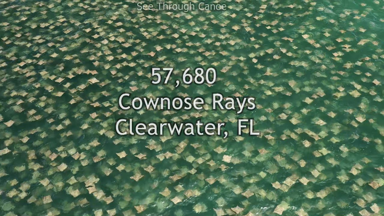 About 57,680 Cownose Rays Off the Coast of Clearwater, Florida