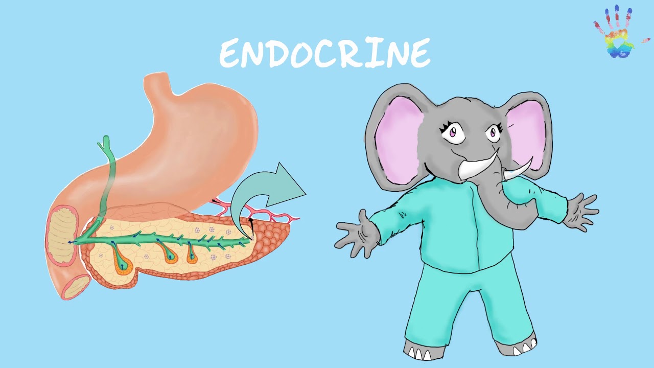What is the pancreas? How does it work?