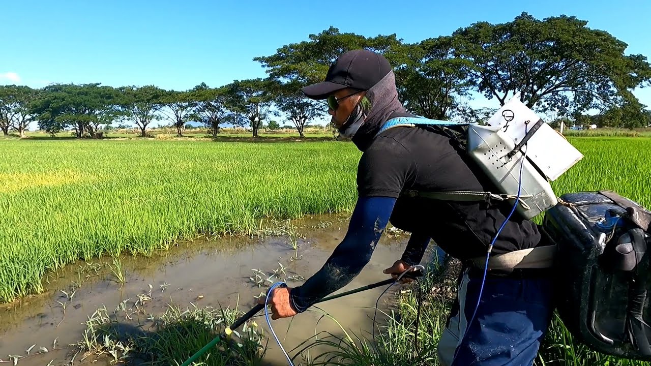 SUBRA NA KUNG BUMUTAS SA PILAPIL Ang SWAPM EEL | Kiwet | Rice Eel...