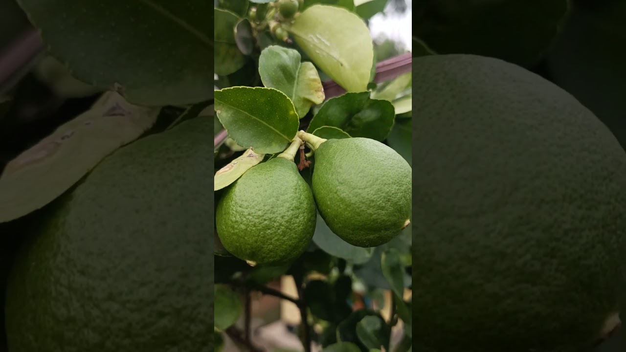a citrus fruit known for its tart flavor and aromatic qualities.   #lemon